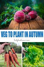 25 Vegetables To Plant In Autumn Fall Garden Vegetables Fall Vegetables Growing Vegetables