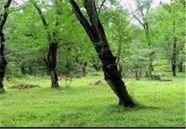 خشکه داران تنکابن موزه بکر تاریخ طبیعی غرب مازندران+ تصاویر- اخبار ...