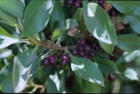 Image result for Myoporum laetum