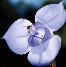 Image result for Laurembergia tetrandra