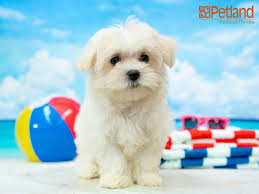 An additional cost of $500 applies for ckc papers. Petland Florida Has Maltese Puppies For Sale Check Out All Our Available Puppies Maltese Puppy Doglover Adorable D Puppy Friends Maltese Puppy Puppies