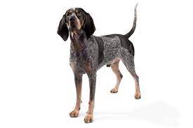 Check spelling or type a new query. Bluetick Coonhound Dog Breed Information