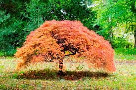 I knew this tree was special the moment i saw him through a viewfinder last spring. Japanese Maple 11 Japanese Maple Trees Better Homes And Gardens