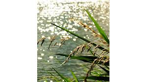 Charles Fouke Obituary