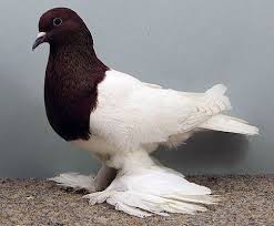 Pin On Purebred Pigeons