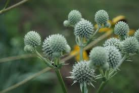 Image result for Rourea thomsonii