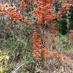 Image result for Combretum paniculatum