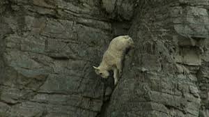 Rock Climbing Goats Goats National Geographic Wild Rock Climbing