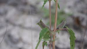 Image result for Ceratotheca sesamoides