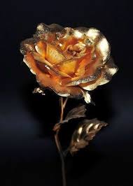 Welcome to removing black mold and how to remove black mold from your home or business! Weza777 Rose Flower Wallpaper Beautiful Flowers Wallpapers Rose Wallpaper