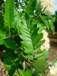 Click here for images of the plant (google images) : Oakleaf Mountain Ash Pepiniere Dominique Savio
