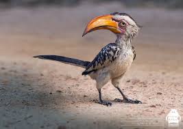 Artstation The Lion King Zazu Character Design Michael Kutsche Lion King Art Lion King Character Design
