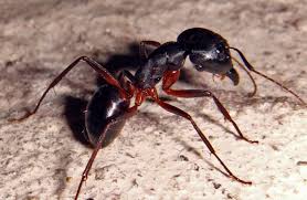 Pest control professionals are responsible for protecting against rodents, insects, and our pest management portfolio includes, but not limited to: Ants Steffel Pest Control Inc