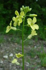 Image result for Sisymbrium orientale