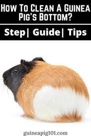 Pin On All About Animals