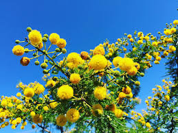 Image result for Acacia karroo