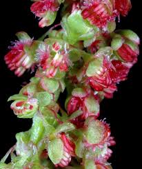 Image result for Barleria oxyphylla