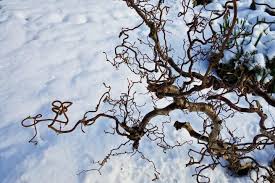 The first one is a name which indicates the group or genus the flowers belongs to and is always capitalised; Latin For Gardeners What Plant Names Reveal Old Farmer S Almanac