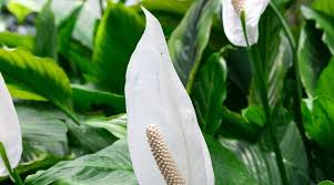 Merveilleuse plante verte d'intérieur et de serre, le dieffenbachia est cultivé pour la beauté de son feuillage vert foncé souvent maculé de blanc ou de jaune. Spathiphyllum Plantation Entretien Cote Maison