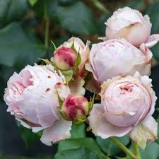 Wijn bestellen bij de wijnbeurs wijn bestellen is één van de leukste dingen om te doen. Nostalgie Kletterrose Giardina Rosa Giardina Gunstig Online Kaufen Kletterrose Kletterrosen Rosa Garten