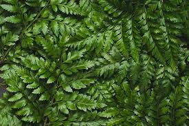 Leaf types of fern plants. Ferns Buying Growing Guide Trees Com