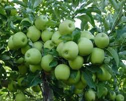 Free Snail Farming E Book In 2020 Apple Farm Fruit Apple