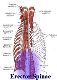 How To Strengthen Lower Back Muscles Best Back Exercise How To Strengthen And Build Lats Muscle Lower Back Exercises Best Lower Back Exercises Back Exercises