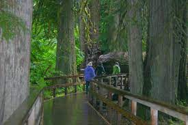 Looking to visit grove of the patriarchs in mt. Hike The Grove Of The Patriarchs Visit Rainier