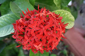 Flying flowers offers free plant delivery services, and there are special gift collections you can choose from. How To Choose The Perfect Flowering Plants Oconall Street