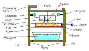 Resultado de imagem para chocadeira caseira