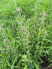 Image result for Blumea axillaris