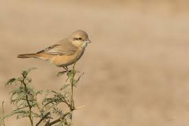 Image result for Isachne buettneri