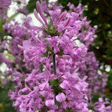 Image result for Hypoestes triflora