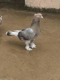 Michel Eunice Nava Adli Kullanicinin Aves Panosundaki Pin Evcil Hayvanlar Hayvanlar Kedi Esprileri