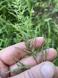 Image result for Panicum monticola
