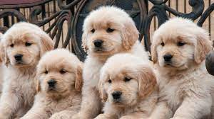 We did not find results for: Golden Retriever Gives Birth To A Green Puppy Named Mojito Iflscience