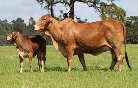 Brahman Cows For Sale Livestock Animal Exchange
