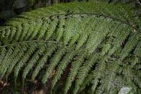 Image result for Asplenium hypomelas