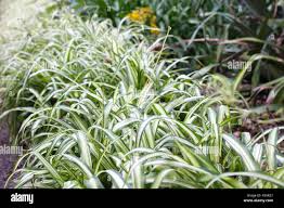 Image result for Chlorophytum gallabatense
