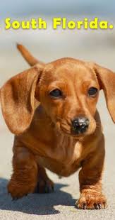 At times we may only have a few dachshund available so we do hope you check. Dachshund Puppies For Sale Near Memphis Tn