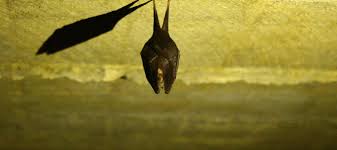 How to prevent bats from roosting. I Have Bats In My Attic What Should I Do Abc Blog