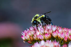 Maybe you would like to learn more about one of these? Bring Bees To Your Garden With These 4 Tips