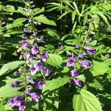 Image result for Scutellaria