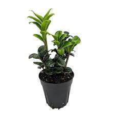 Image result for Zeuxine africana