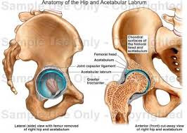 Acetabular Labrum Sourround Of Acetabulum In Labrum Region Greater Trochanter Physiotherapy Anatomy