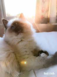 Ozzie Chat Ragdoll Animaux Adorables Chats Et Chatons Animaux