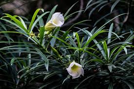 Image result for Cascabela thevetia