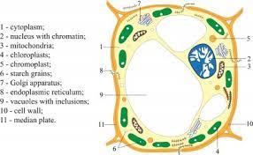 Maybe you would like to learn more about one of these? Plant Animal Cells Jenfrx