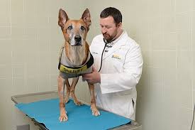 Here, cancer cells form from gland cells that line the sacs. Innovative Canine Prostate Cancer Treatment Yields Success