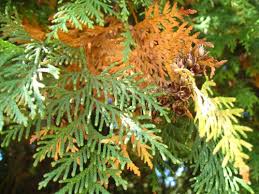 Arborvitae and nearly all trees and shrubs have stopped growing for the current growing season. Can Brown Arborvitae Be Saved And More Care Tips Mr Tree Inc